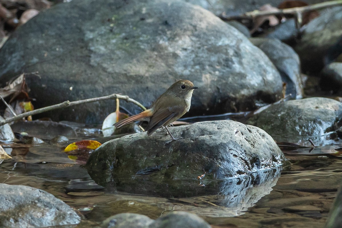 Slaty-blue Flycatcher - ML641601068