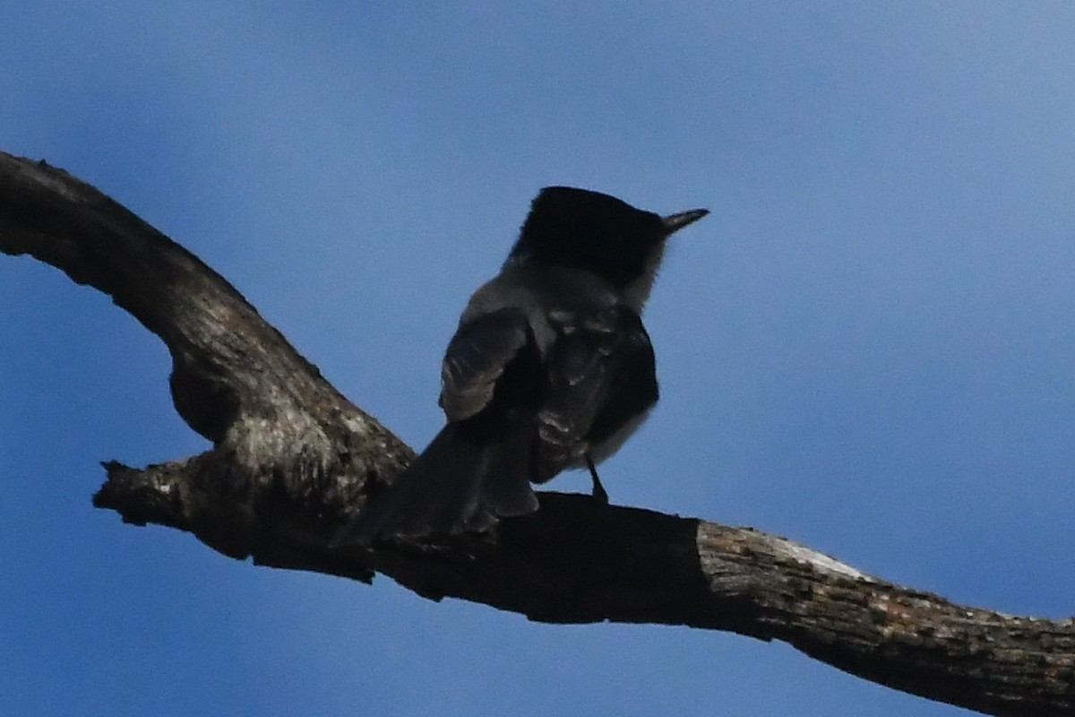 Restless Flycatcher - ML641601069