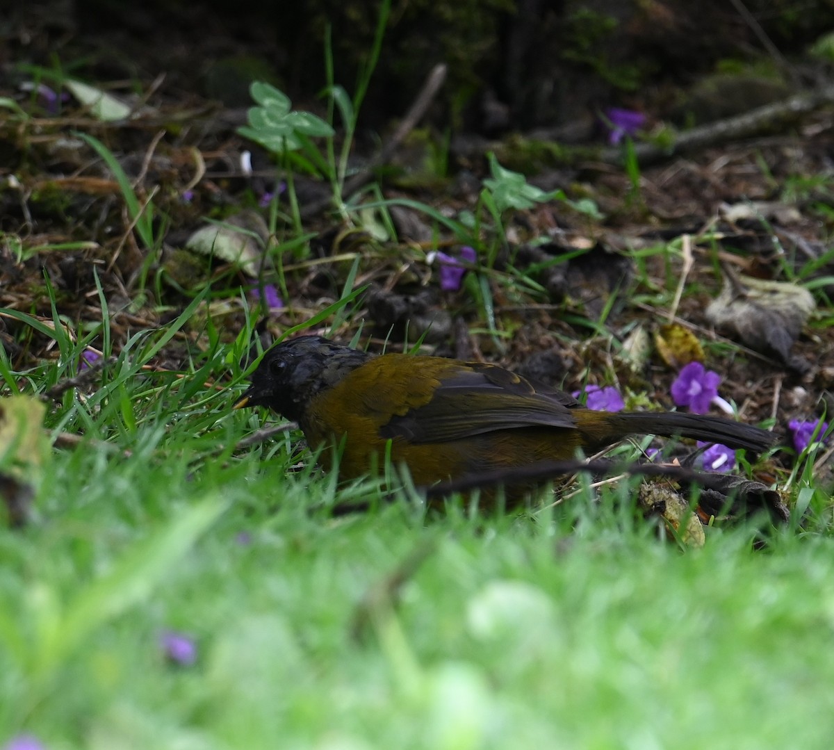 Large-footed Finch - ML641601071