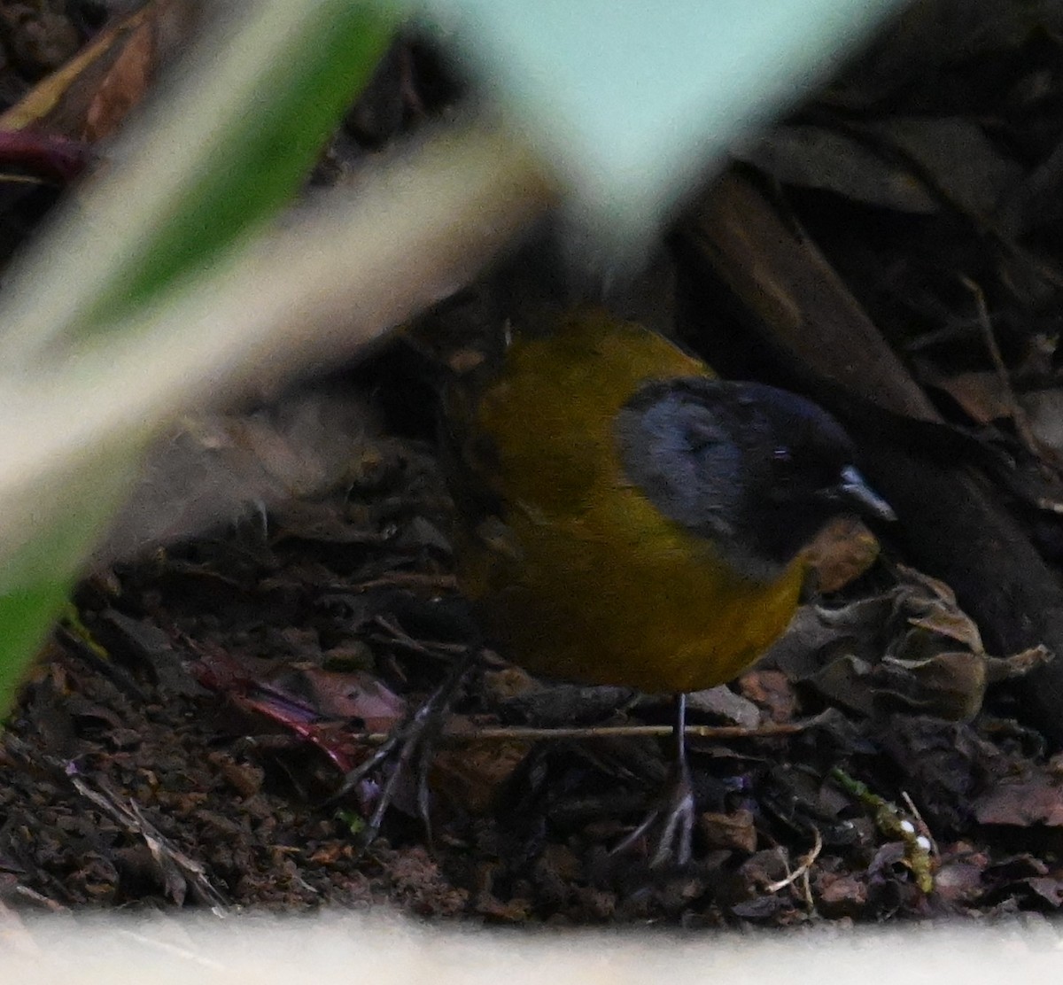 Large-footed Finch - ML641601072