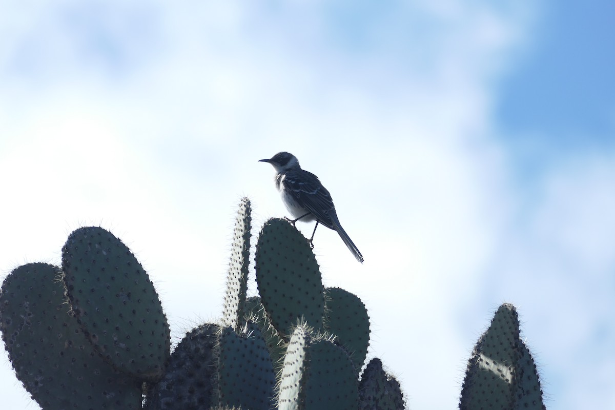 Galapagos Mockingbird - ML641601075
