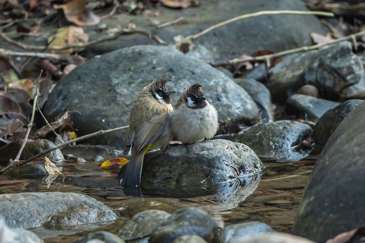 Himalayan Bulbul - ML641601082