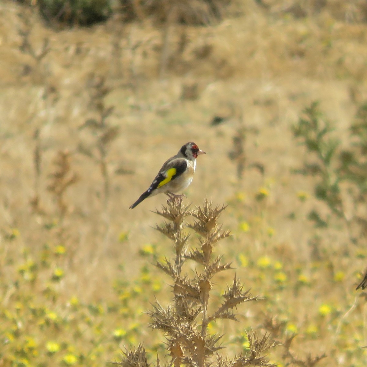 European Goldfinch - ML641601088