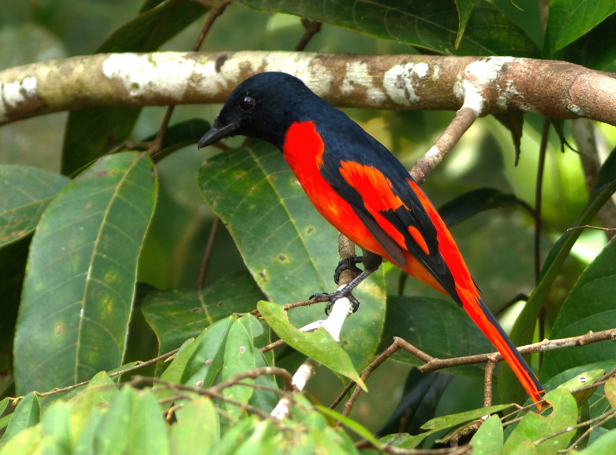 Scarlet Minivet - ML641601096