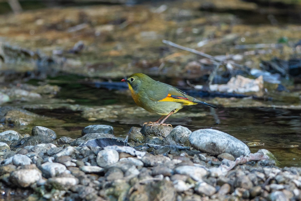 紅嘴相思鳥 - ML641601102