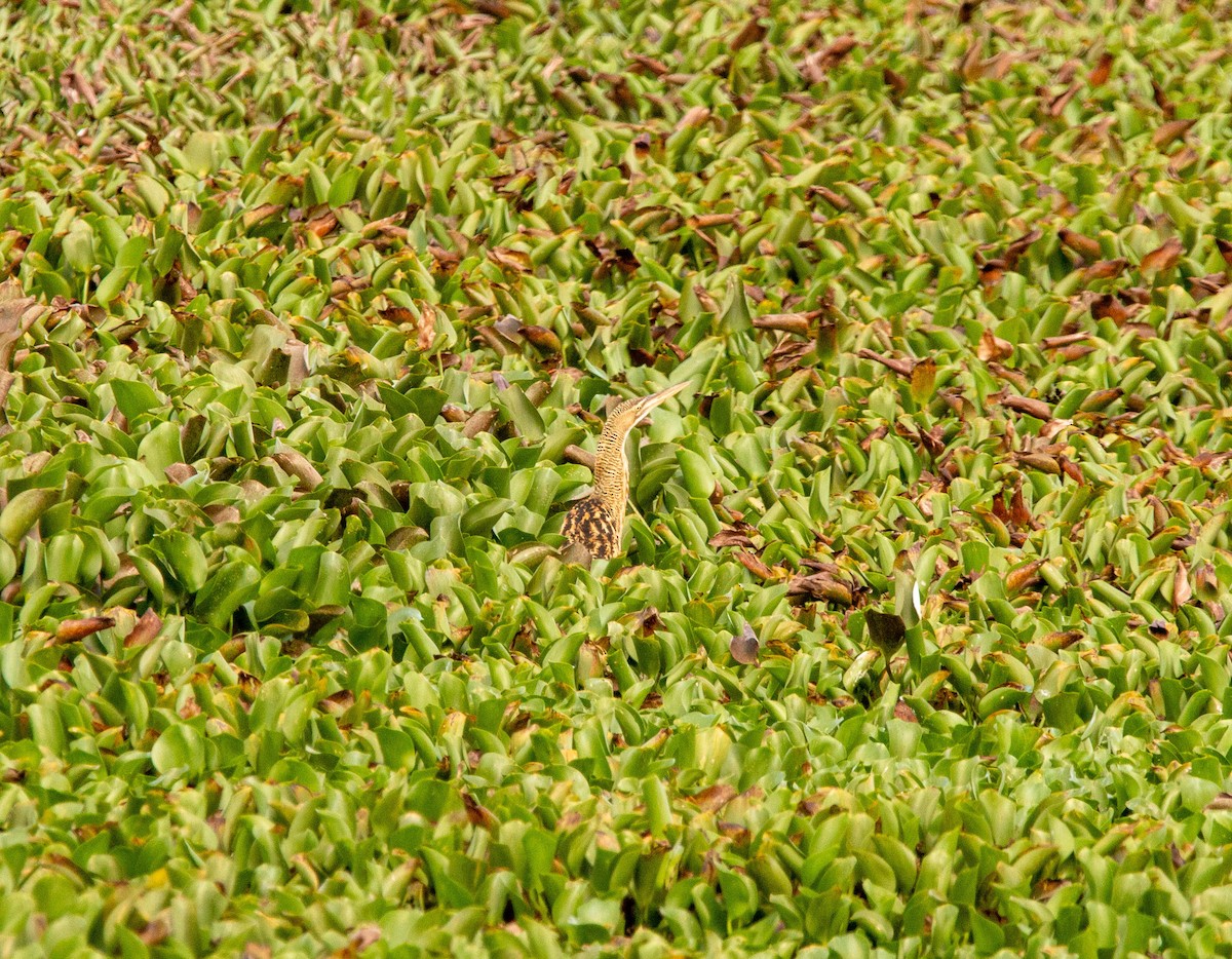 Pinnated Bittern - ML641601136