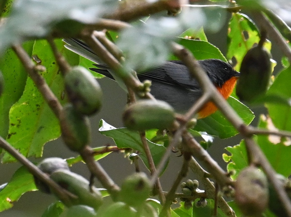 flammeparula - ML641601139