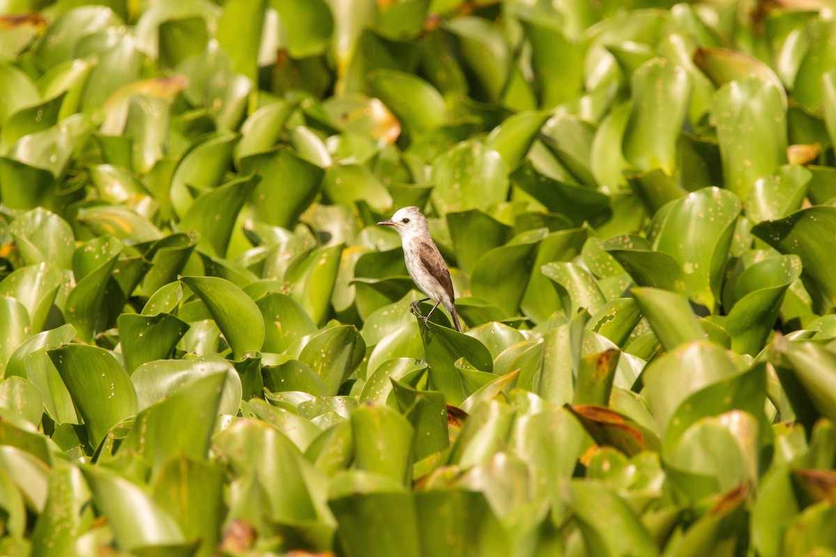 White-headed Marsh Tyrant - ML641601141