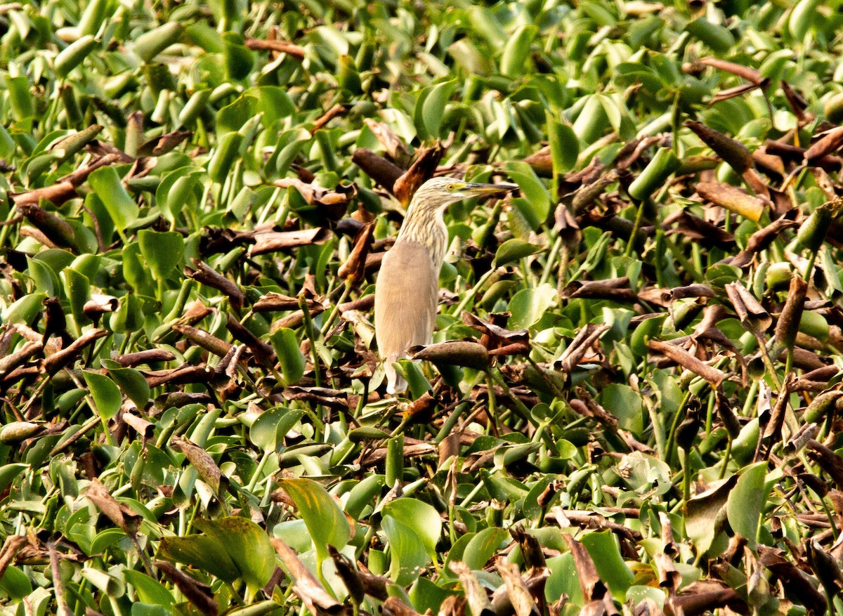 Squacco Heron - ML641601155