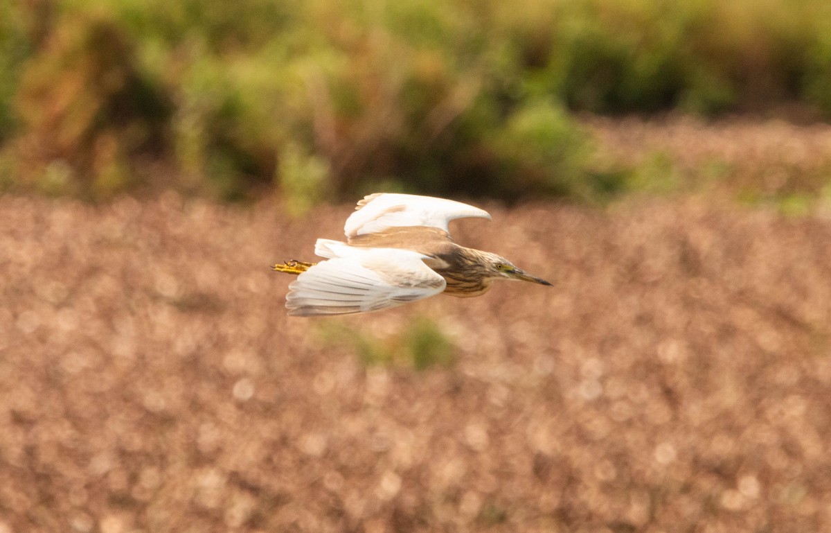 Squacco Heron - ML641601156