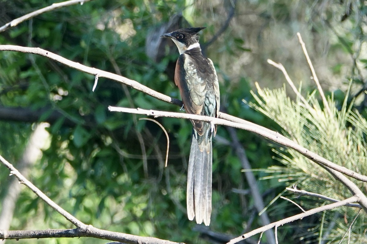 Chestnut-winged Cuckoo - ML641601168