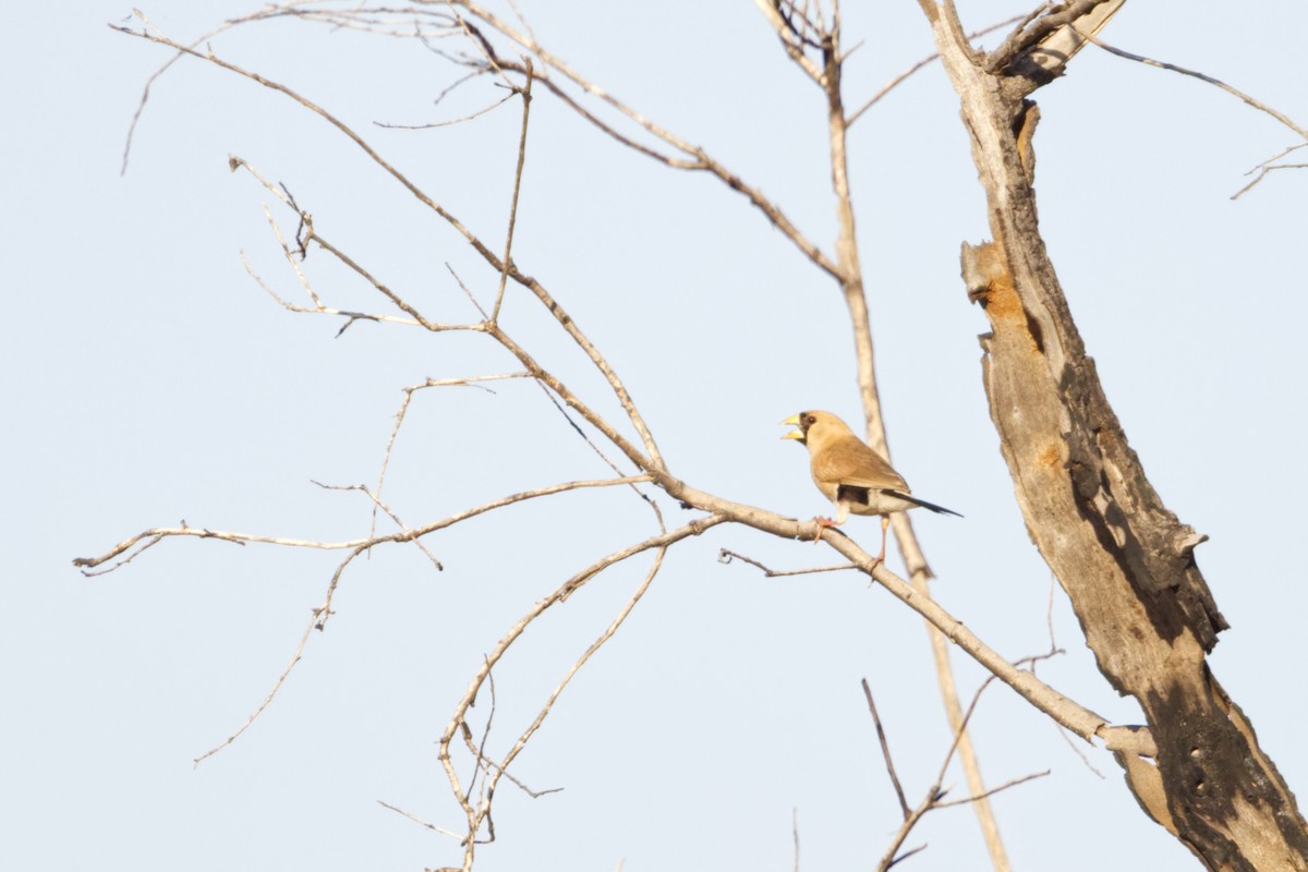 Masked Finch (Masked) - ML641601177