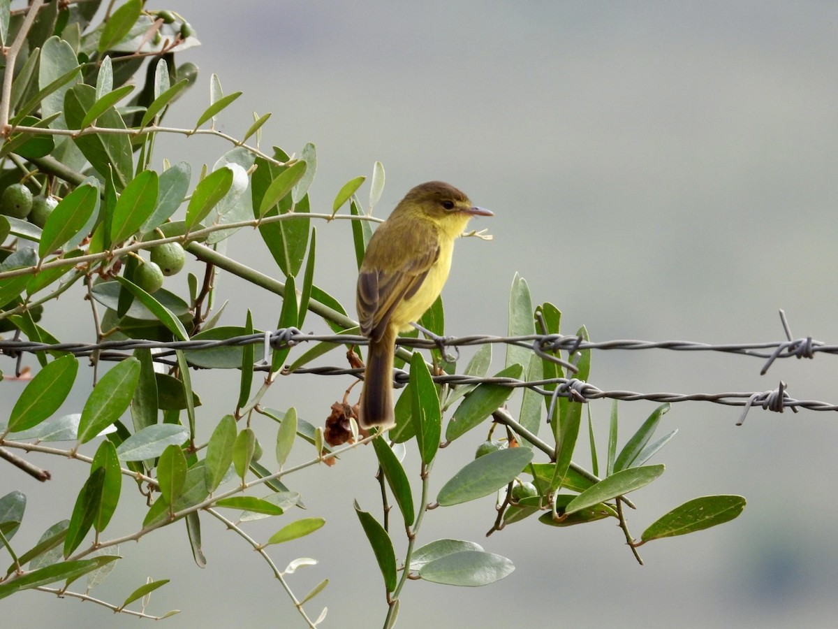 African Yellow-Warbler - ML641601207