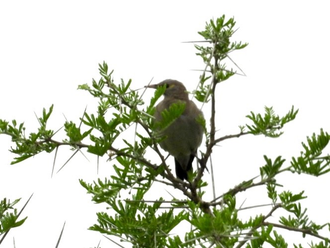 Wattled Starling - ML641601212