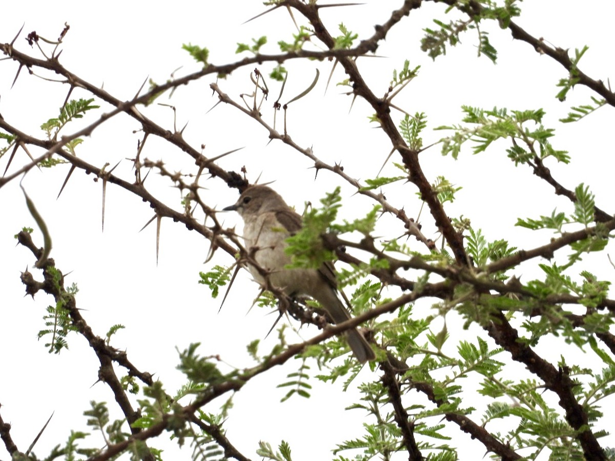 Pale Flycatcher - ML641601218