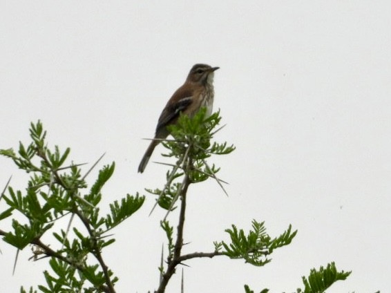 White-browed Robin-Chat - ML641601223
