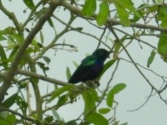 Purple-banded Sunbird - ML641601224