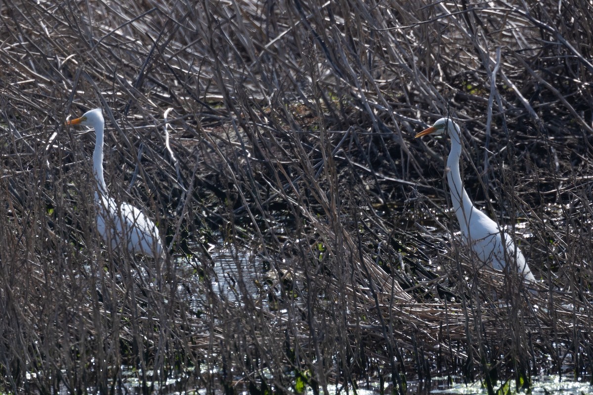 Yellow-billed Egret - ML641601258