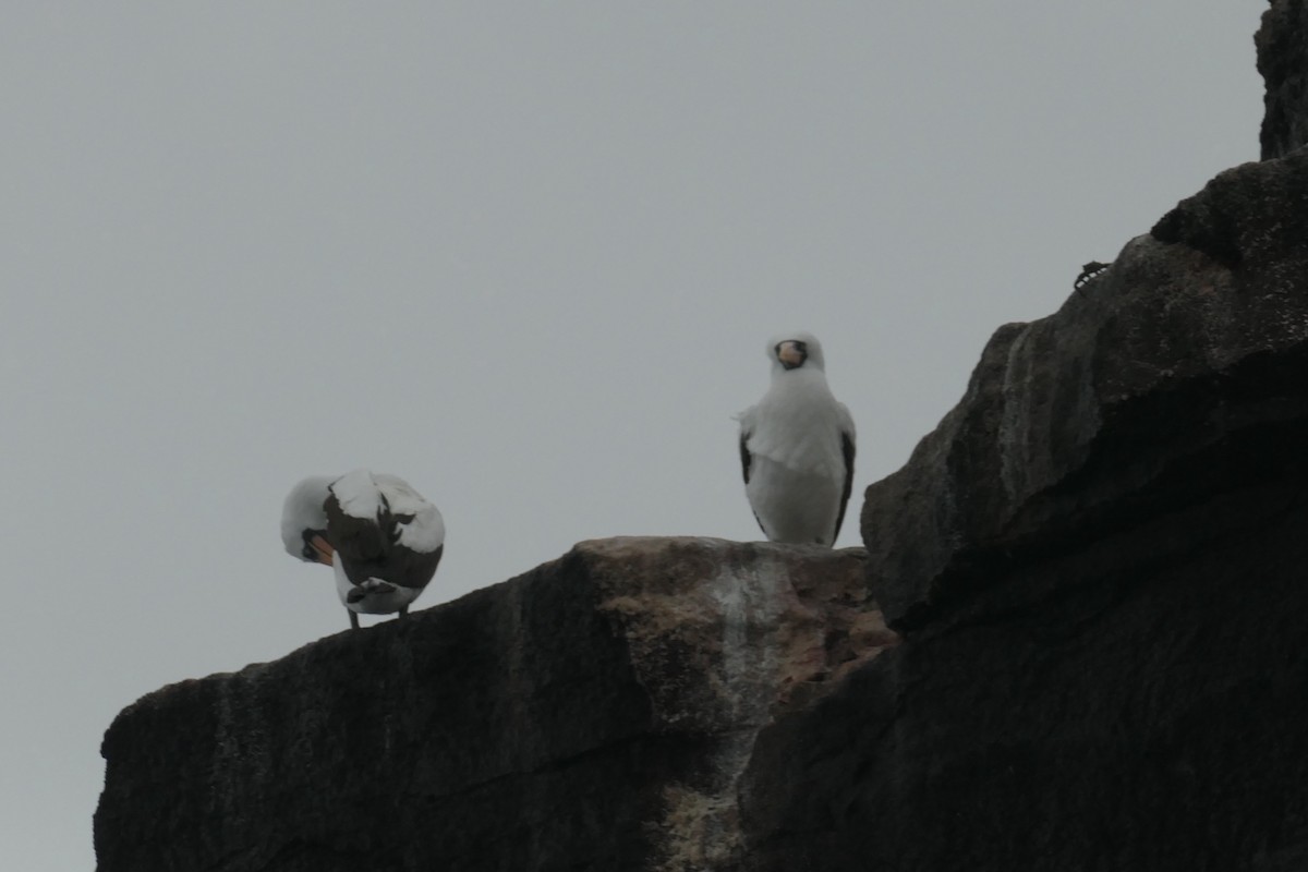 Nazca Booby - ML641601267