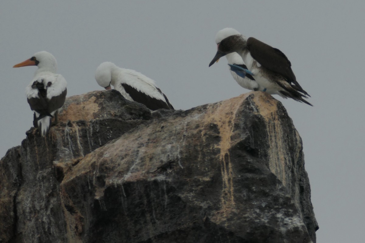 Nazca Booby - ML641601268