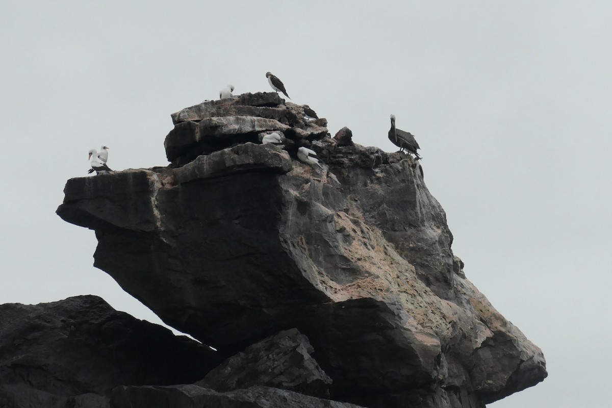 Nazca Booby - ML641601270