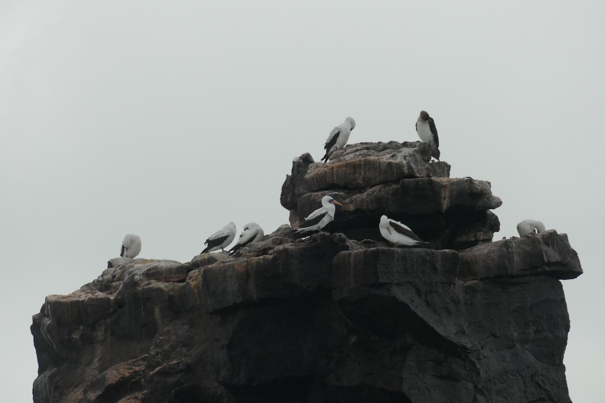 Nazca Booby - ML641601271
