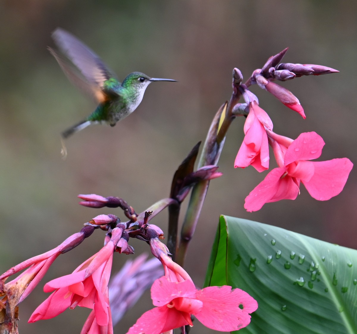 Stripe-tailed Hummingbird - ML641601279