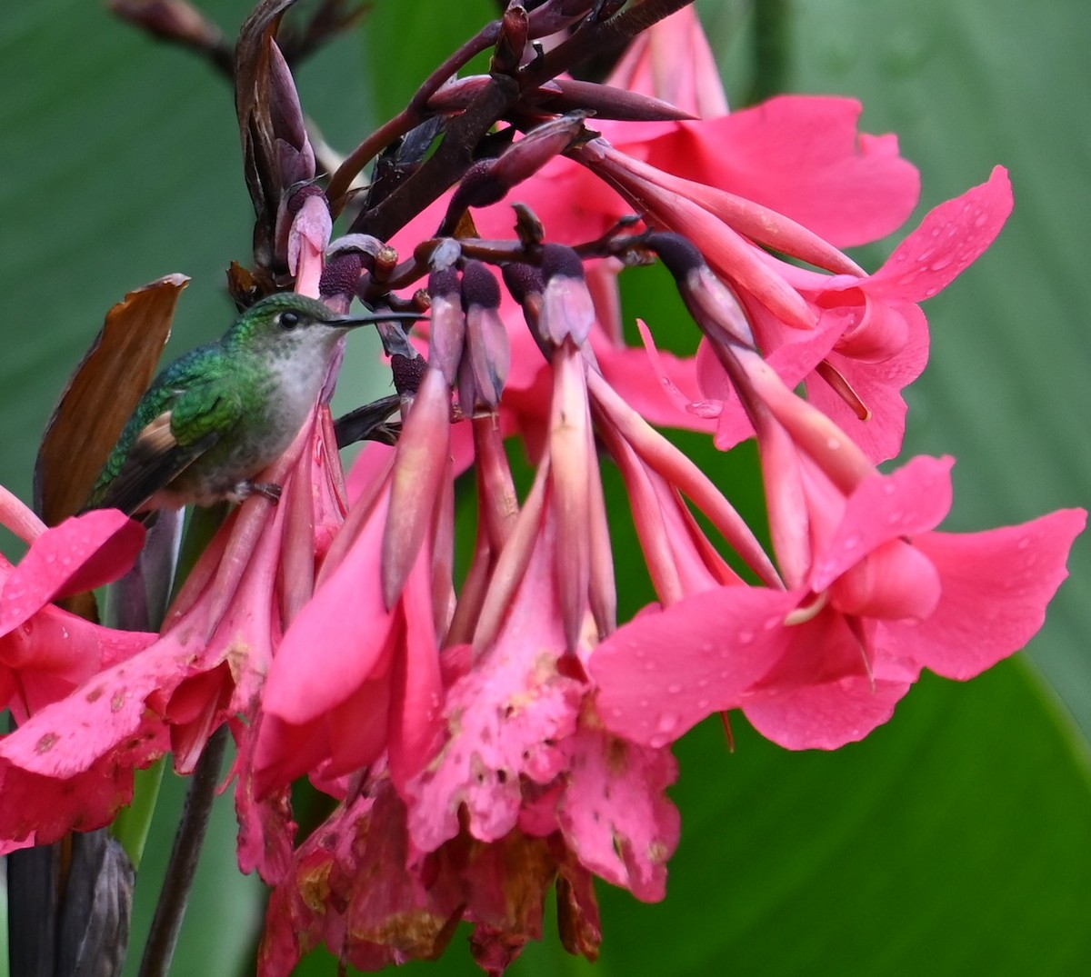 Stripe-tailed Hummingbird - ML641601280