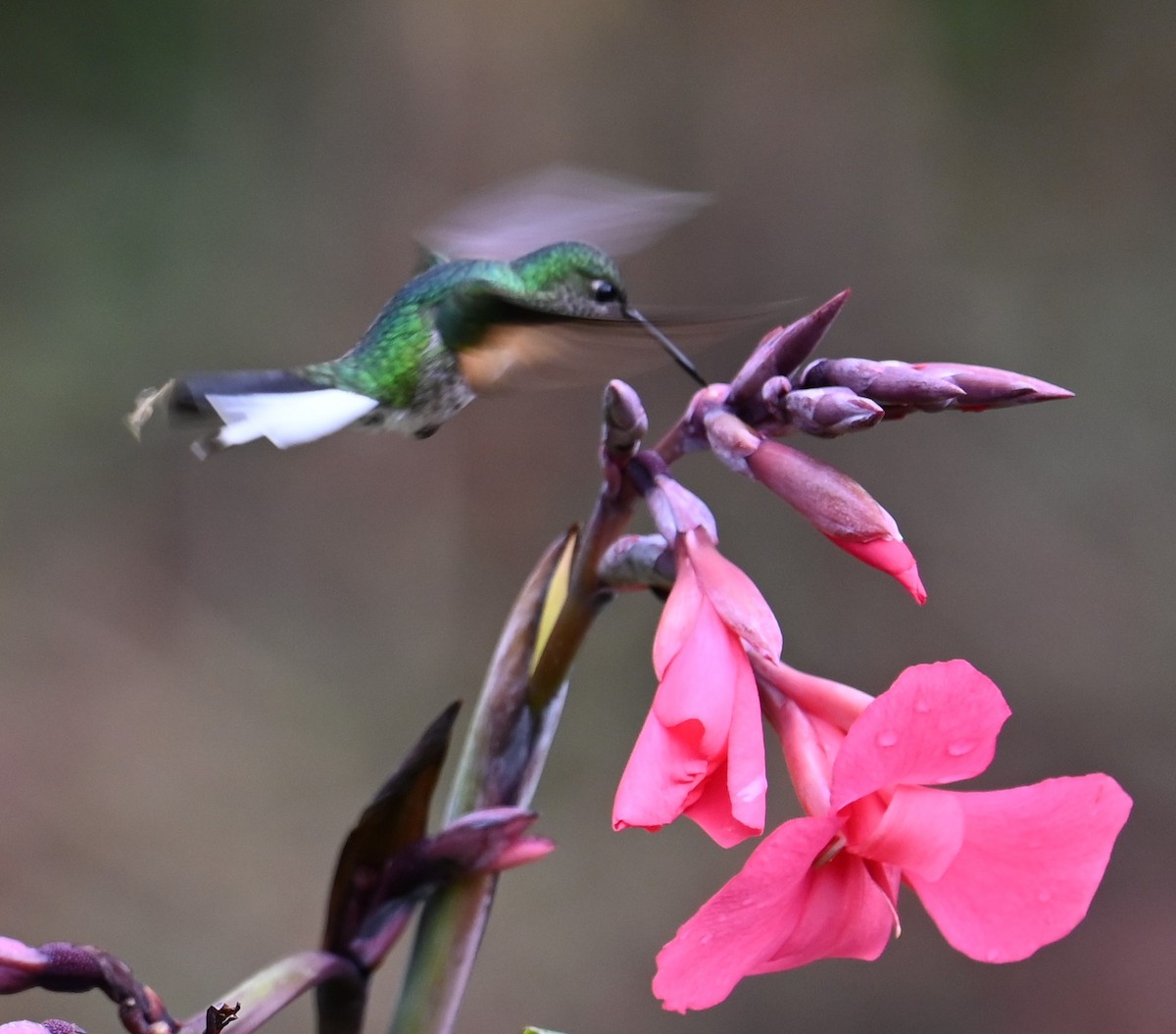 Stripe-tailed Hummingbird - ML641601281