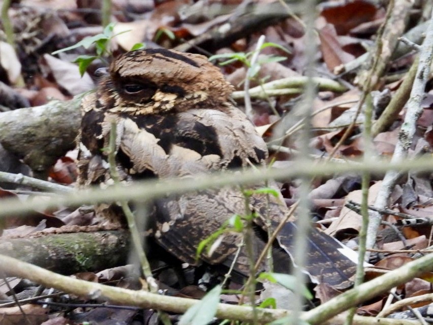 Fiery-necked Nightjar - ML641601287