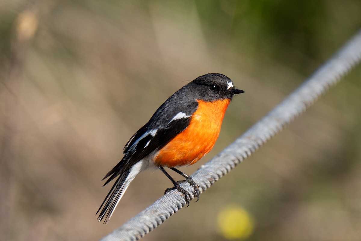 Flame Robin - ML641601292