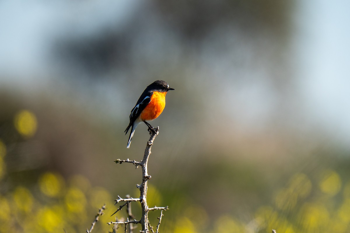 Flame Robin - ML641601294