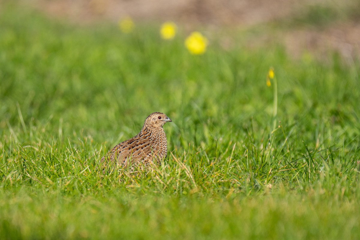 Brown Quail - ML641601299
