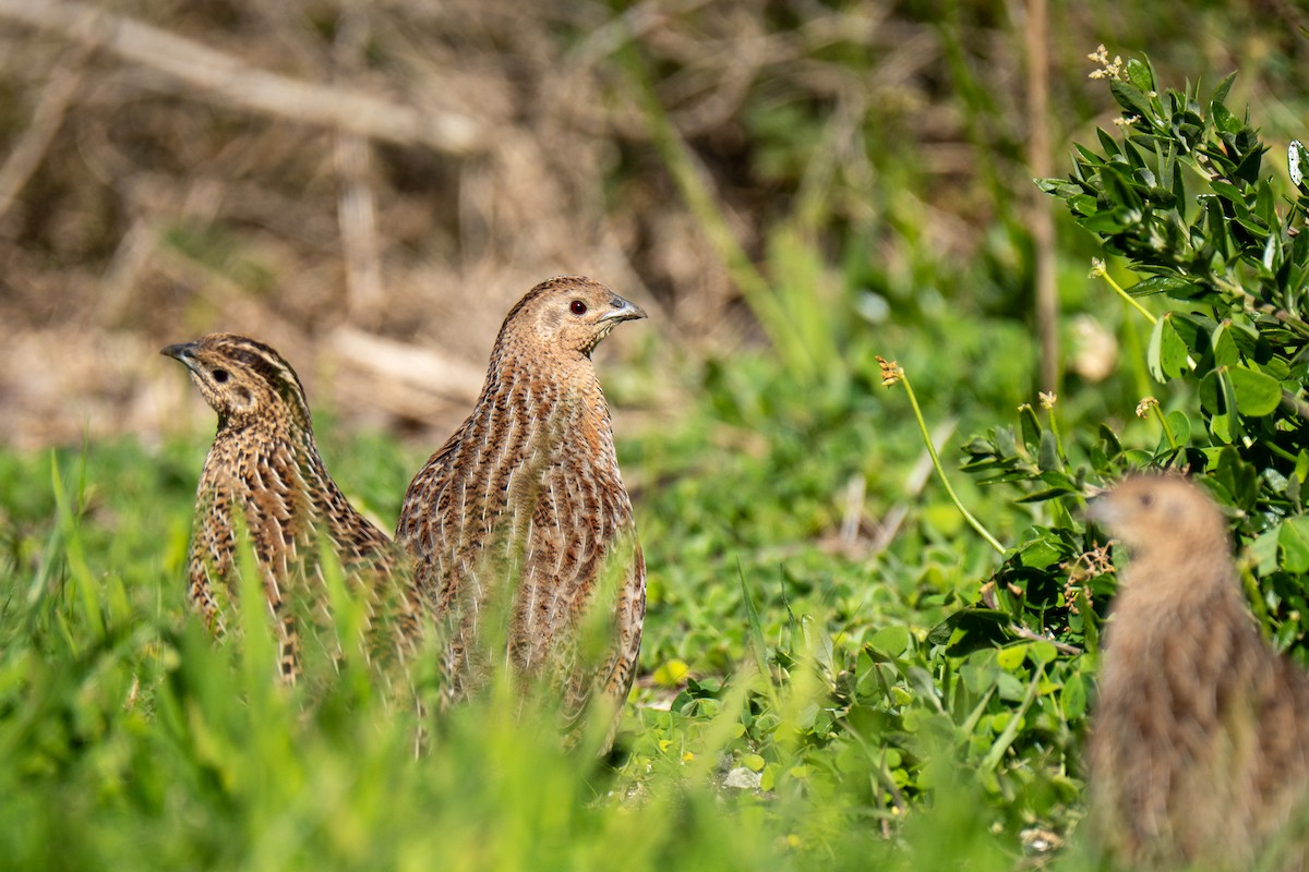 Brown Quail - ML641601300