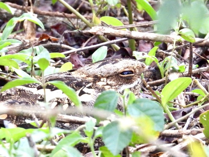 Slender-tailed Nightjar - ML641601301
