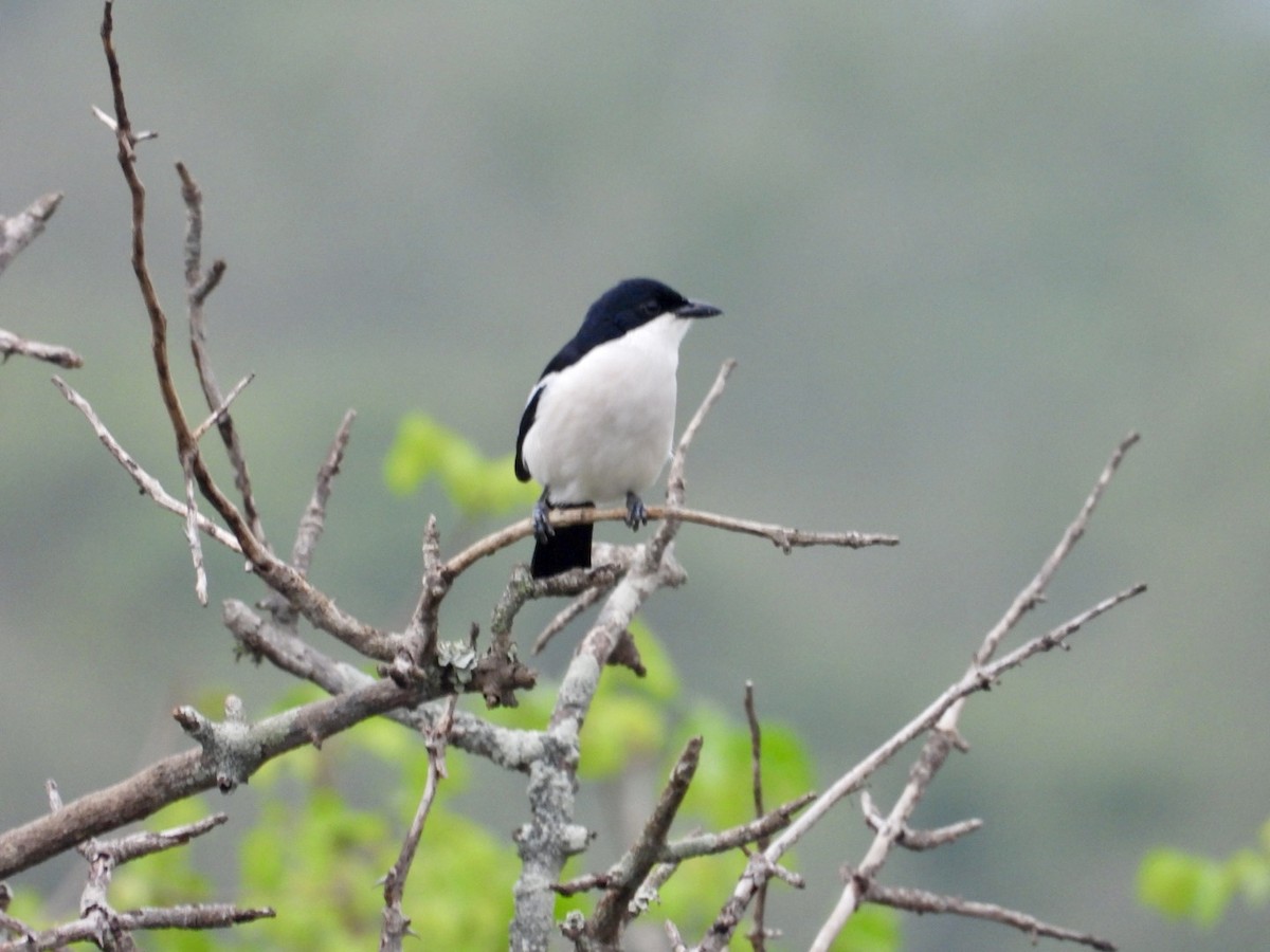 Tropical Boubou - ML641601309