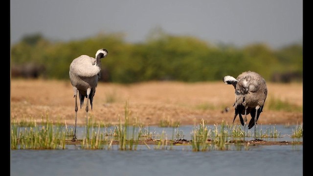 Common Crane - ML641601314