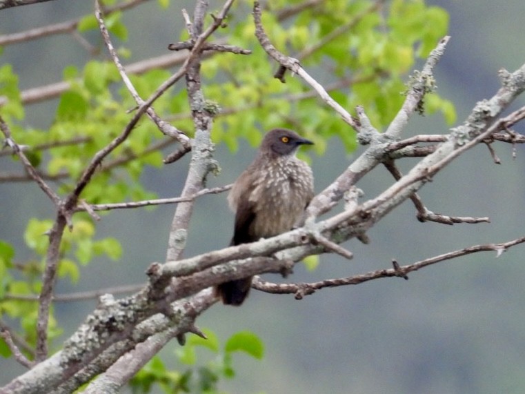 Arrow-marked Babbler - ML641601322