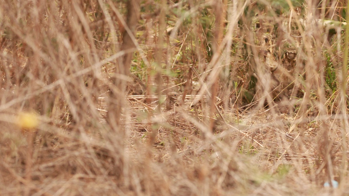 Slender-tailed Nightjar - ML641601327