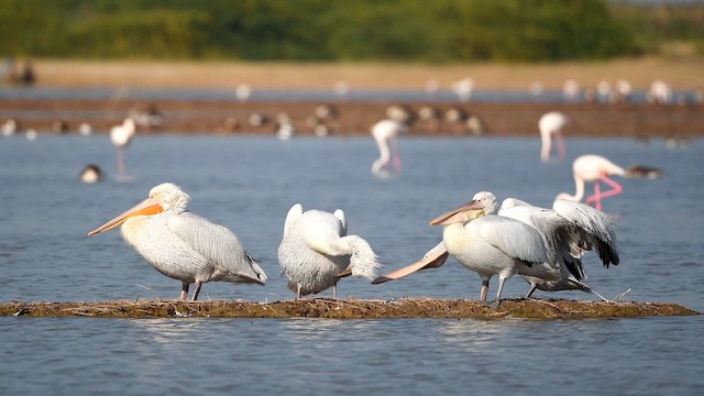Great White Pelican - ML641601331