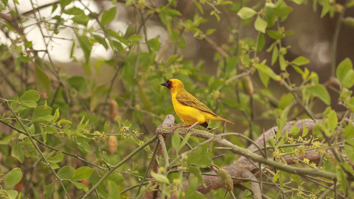 Little Weaver - ML641601366