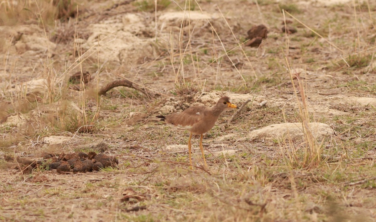 Wattled Lapwing - ML641601371