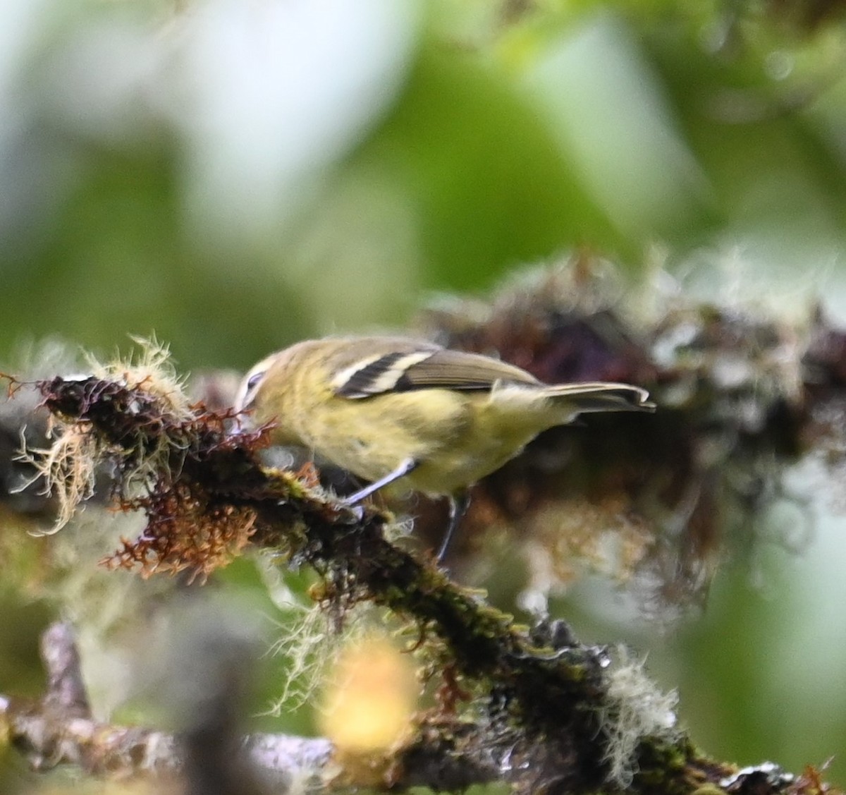 gulbåndvireo - ML641601373