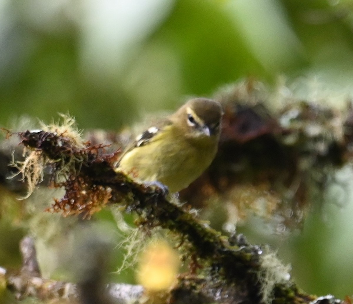 gulbåndvireo - ML641601374