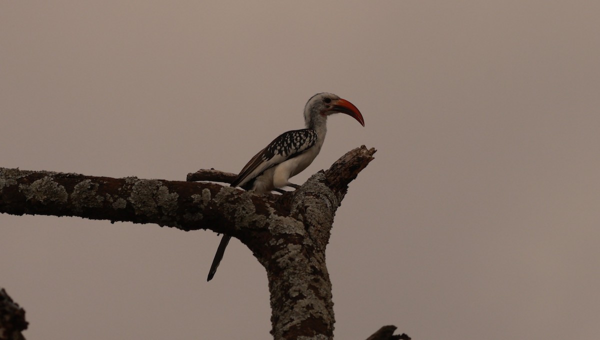 Northern Red-billed Hornbill - ML641601378