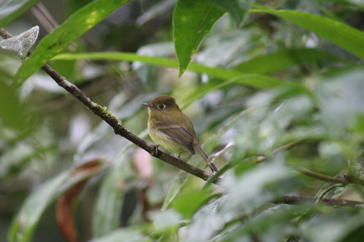 Yellowish Flycatcher - ML641601388