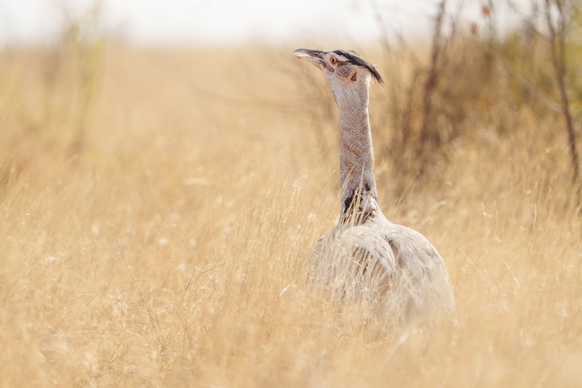 Kori Bustard - ML641601393