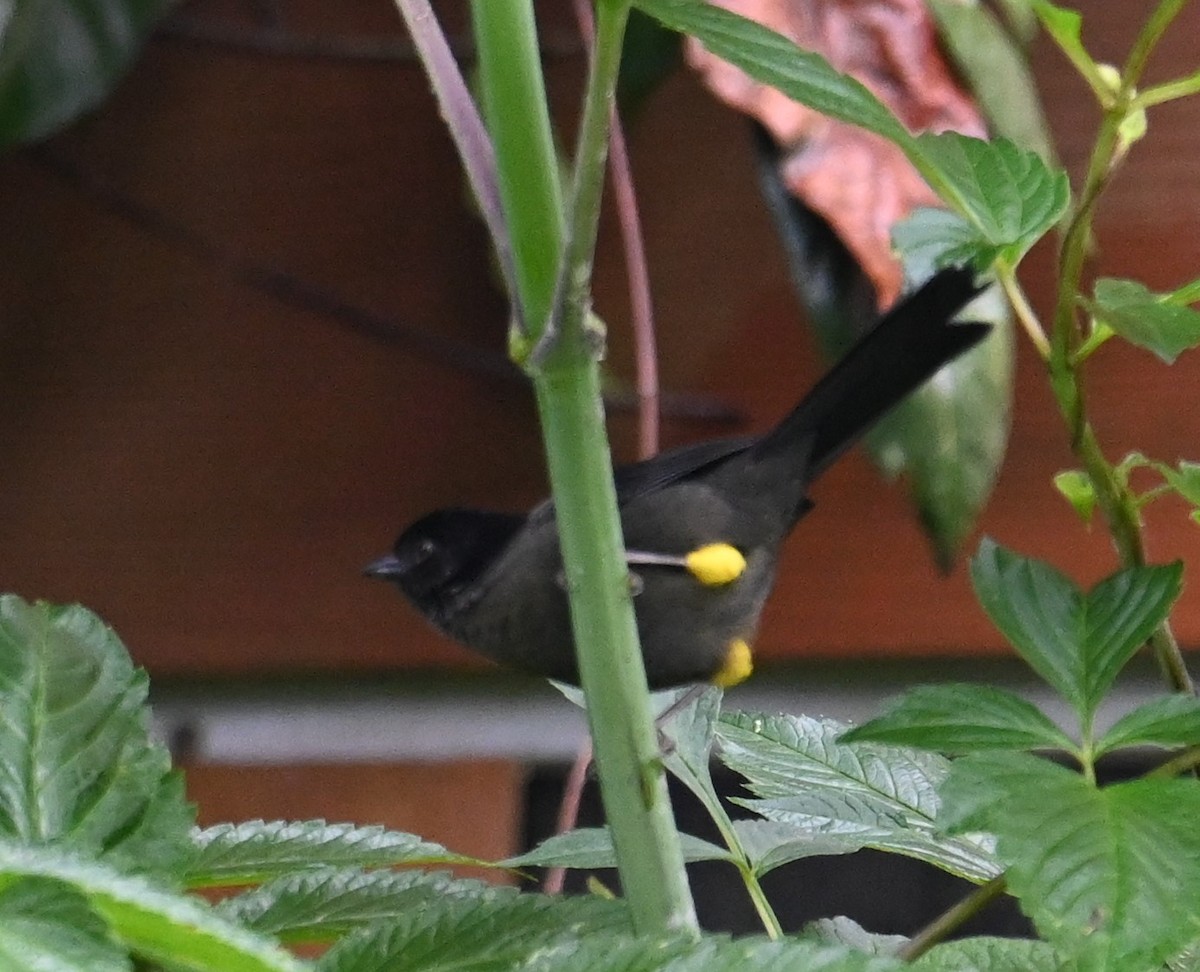 Yellow-thighed Brushfinch - ML641601396