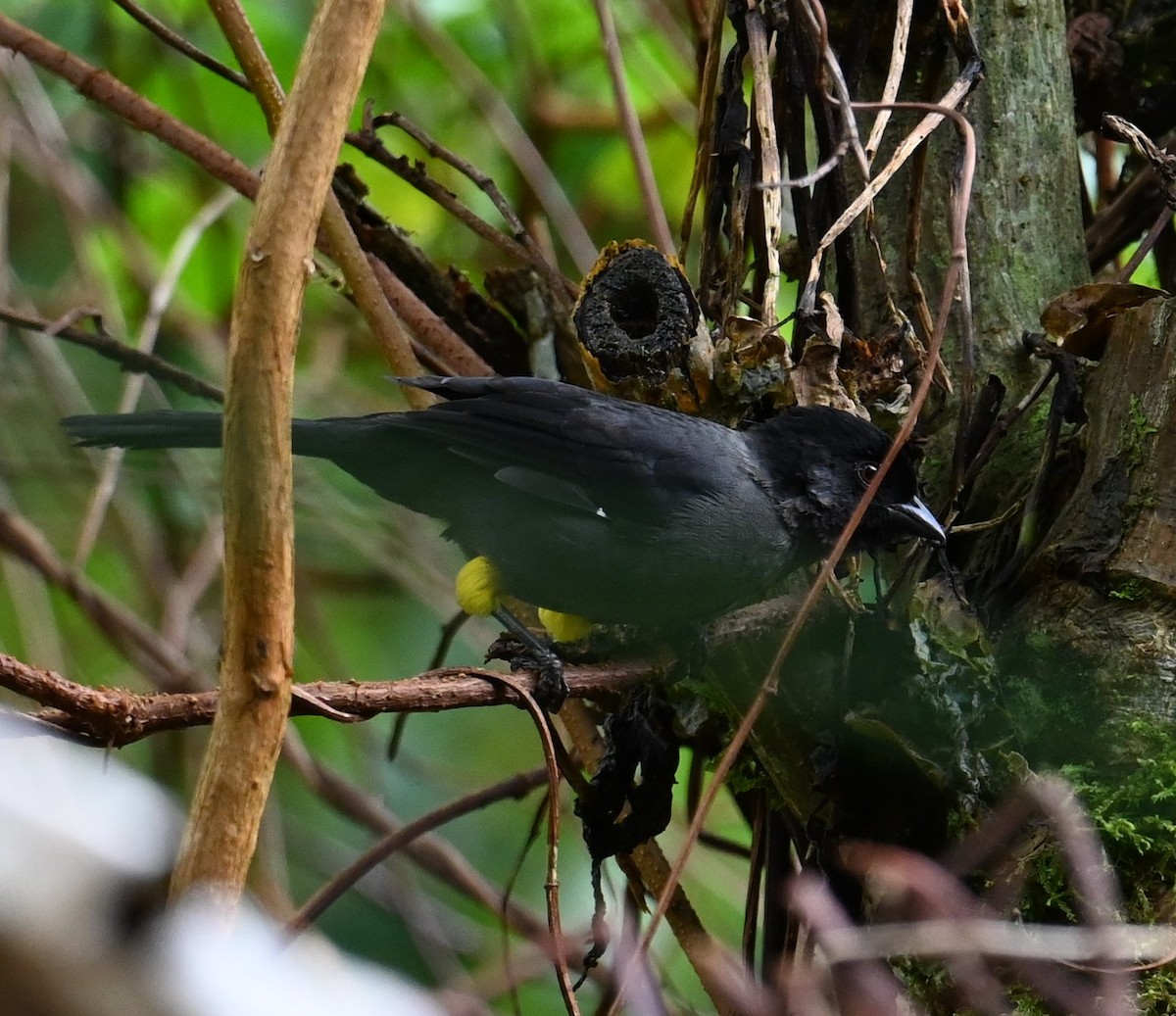 Yellow-thighed Brushfinch - ML641601397