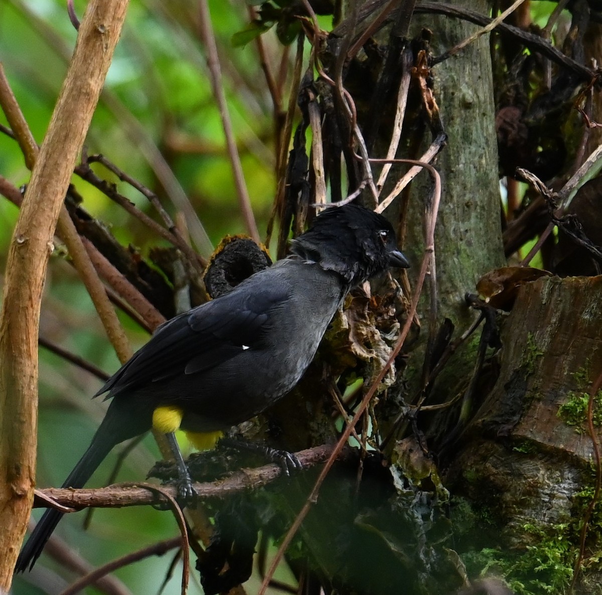 Yellow-thighed Brushfinch - ML641601398